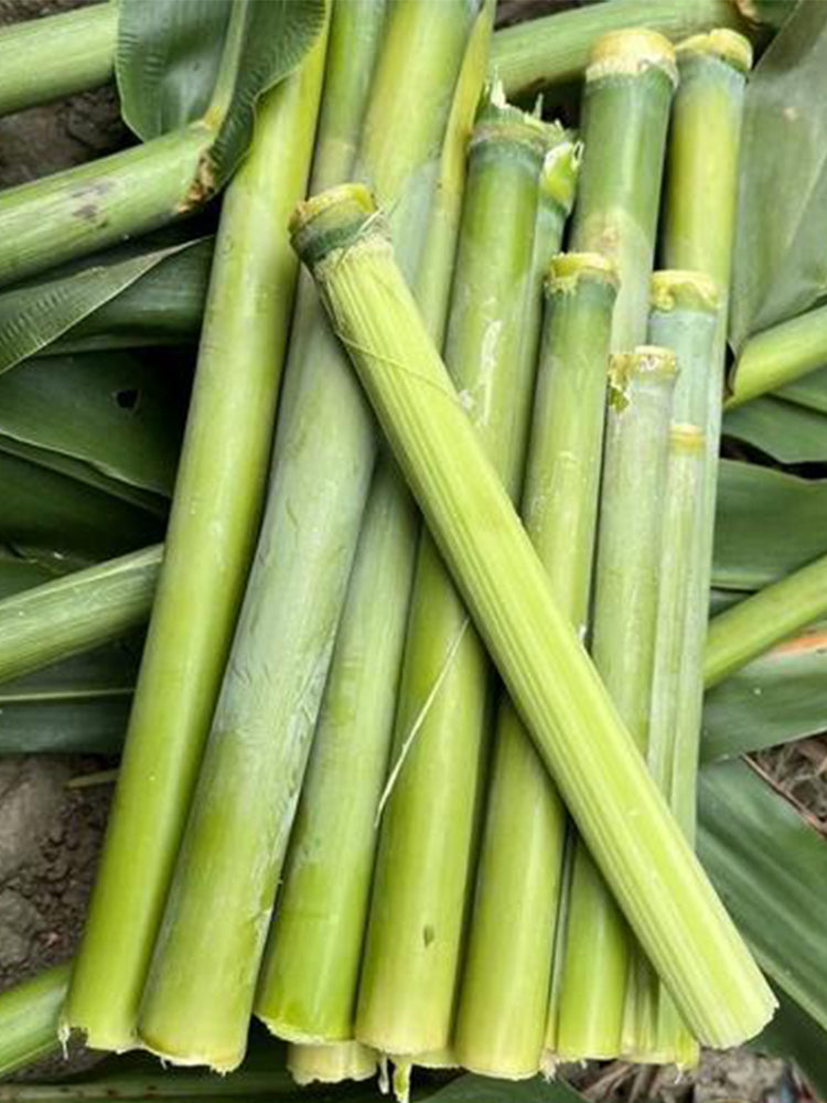 High-Sugar Sweet Sorghum