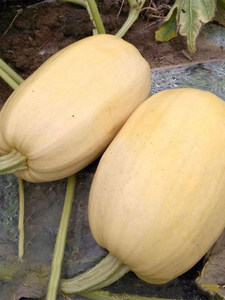 Paizha No.1 Spaghetti Squash