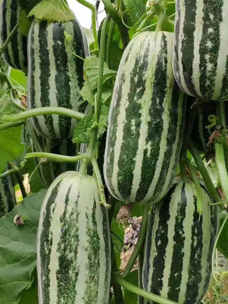 Extremely Sweet Melon