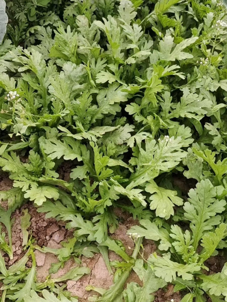 Medium-Leaf Garland Chrysanthemum