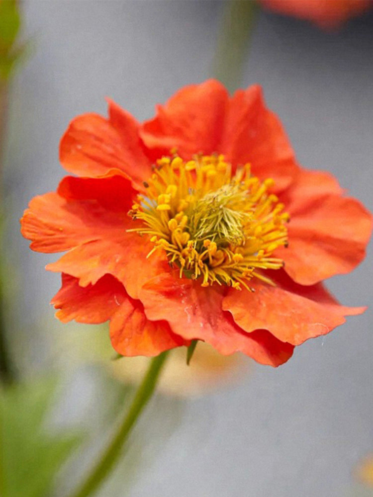 Crimson Ocean Avens (Geum coccineum)