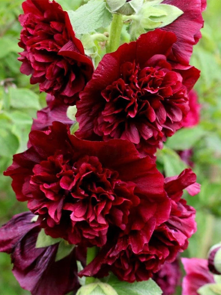 Chater's Double Maroon Hollyhock