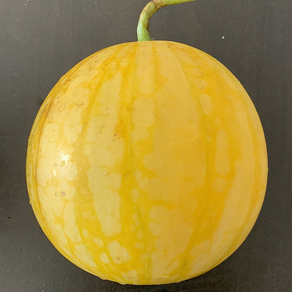 5 Bags (20 Seeds / Bag) of 'Golden Baby' Watermelon Seeds