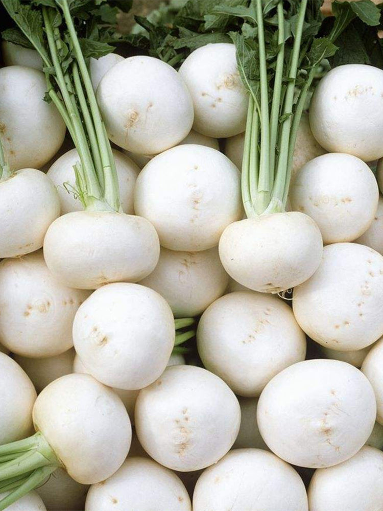 White Cherry Radish Hybrid