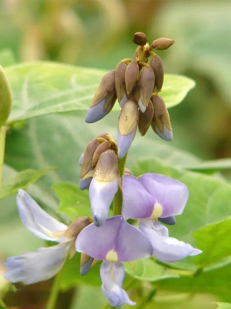 Yam Bean (Pachyrhizus erosus)