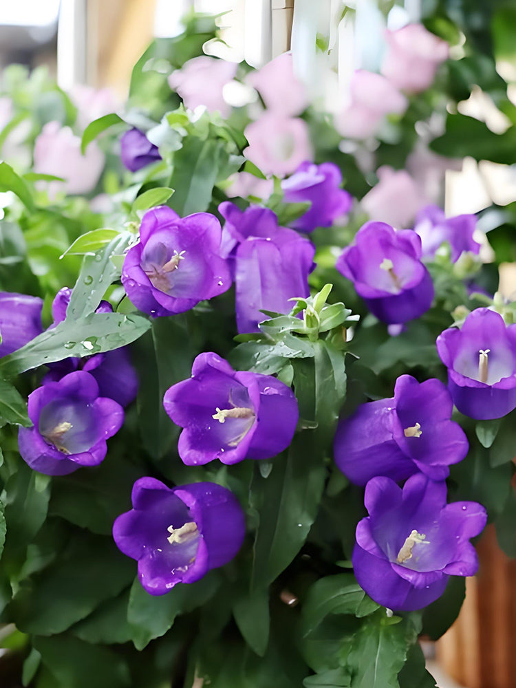 Canterbury Bells, Purple