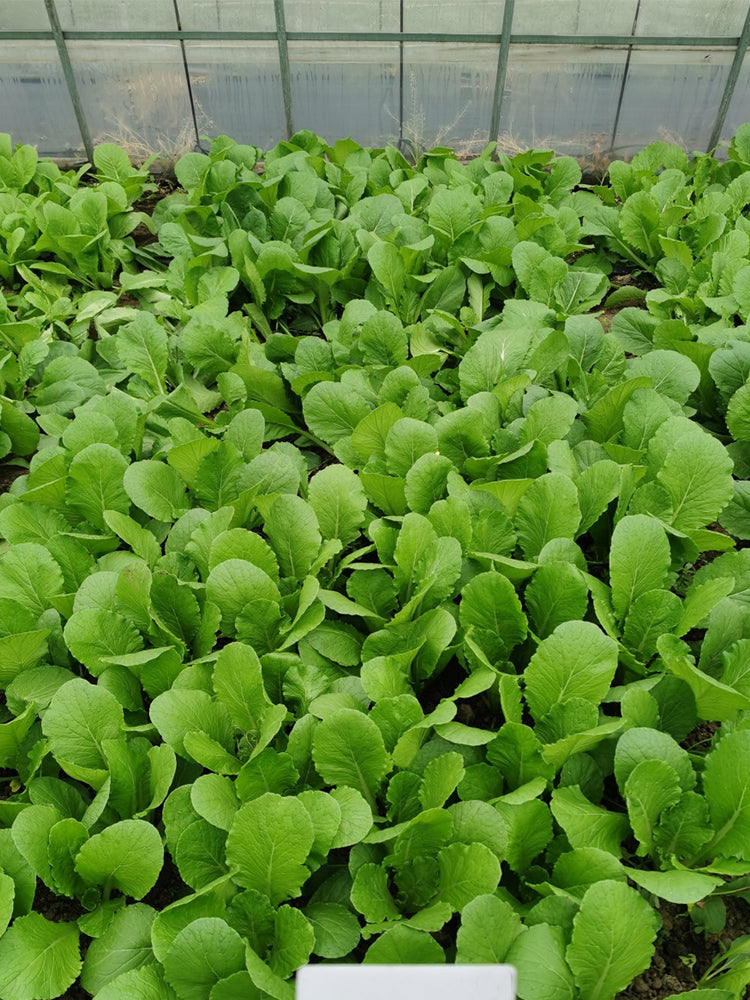 'Shenglv No.3' Fast-Growing Bok Choy