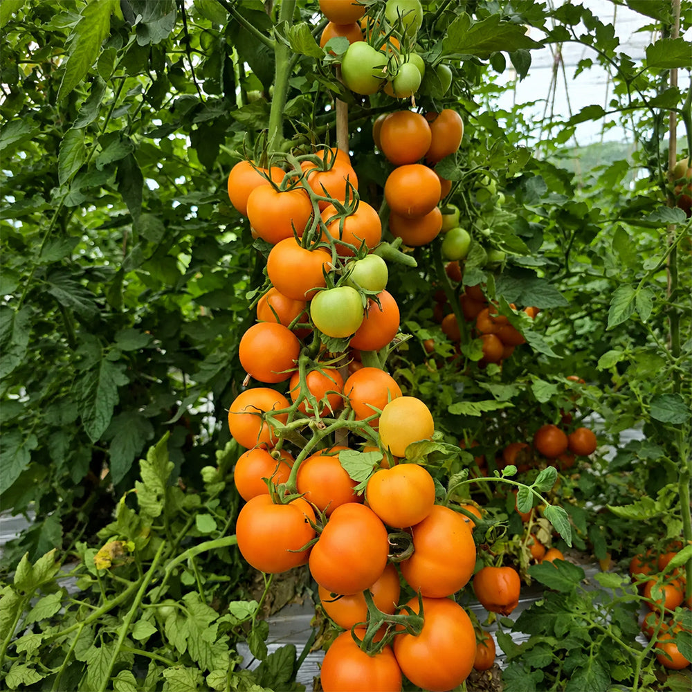 653 Zlatava Tomato