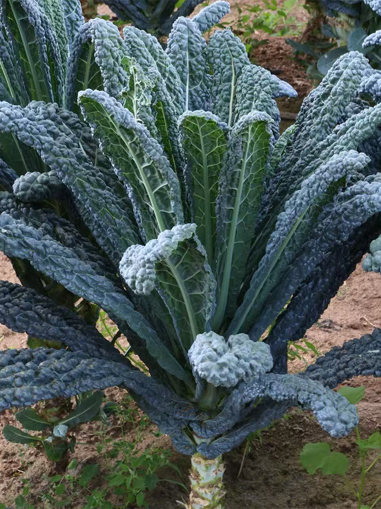 Lacinato Kale (Brassica oleracea var. palmifolia)
