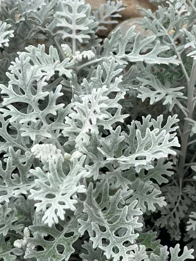 Silver Ragwort (Jacobaea maritima)