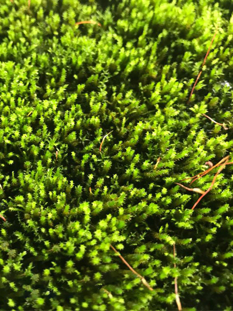 Short-stemmed Moss