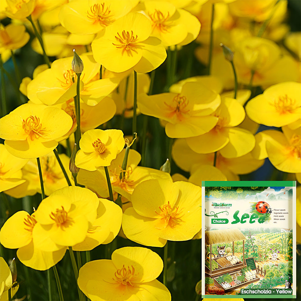 Bellfarm® Eschscholzia californica Seeds