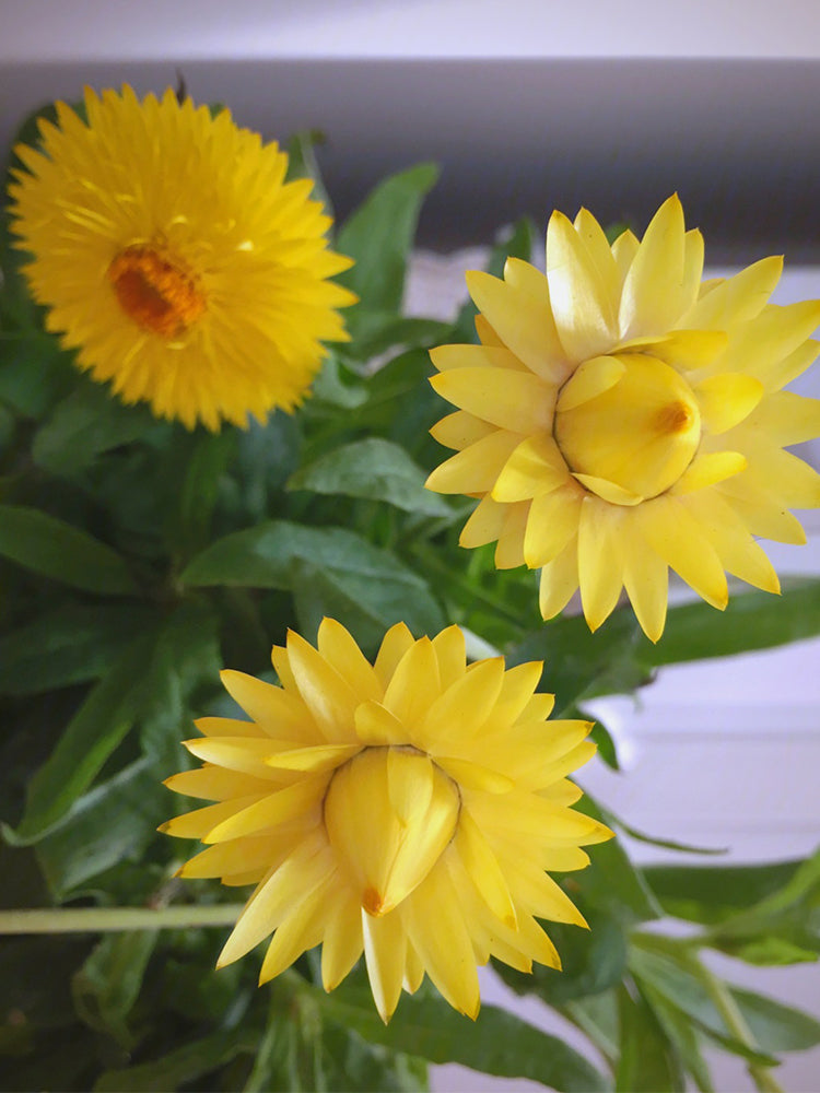 Yellow Strawflower (Helichrysum bracteatum)
