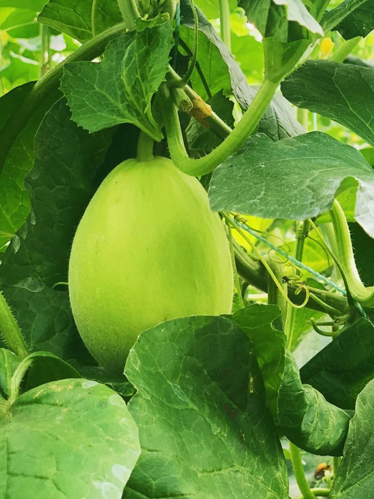 Qingshami Muskmelon