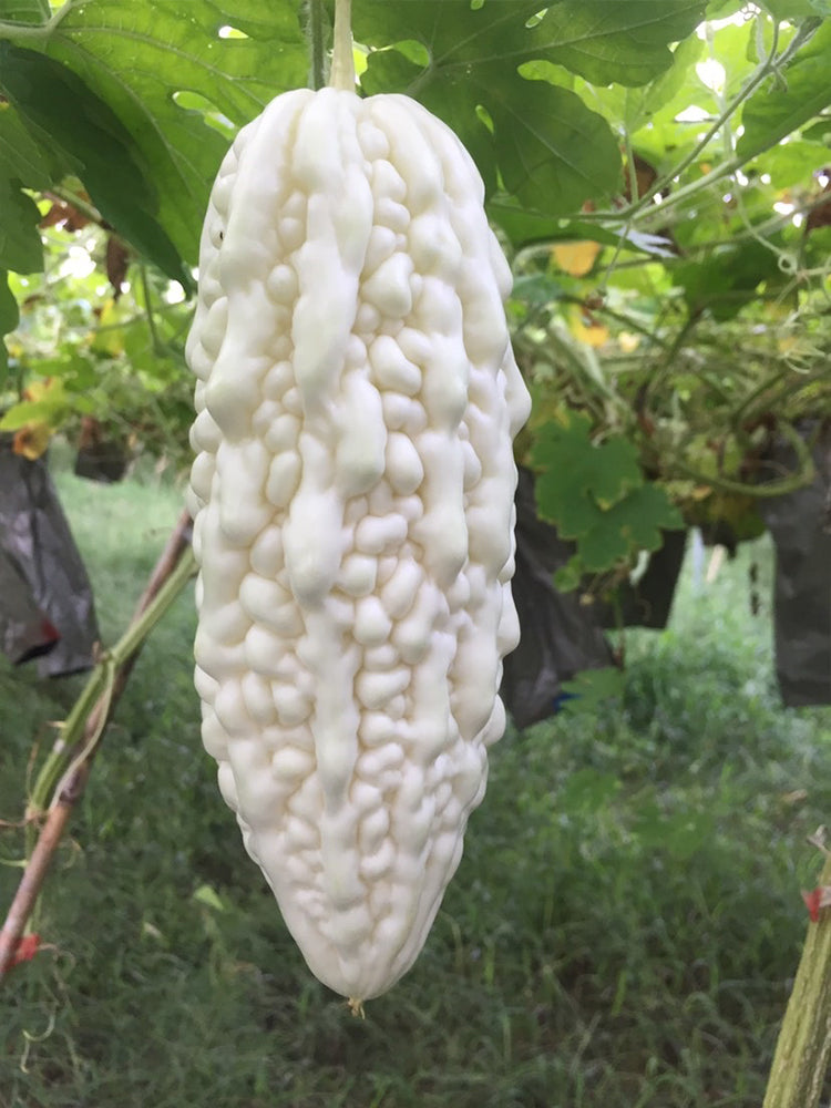 Pearl White Bitter Melon