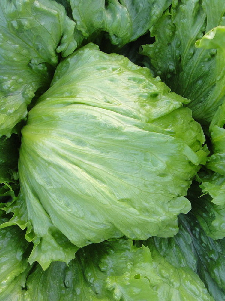 Caesar Crisphead Lettuce