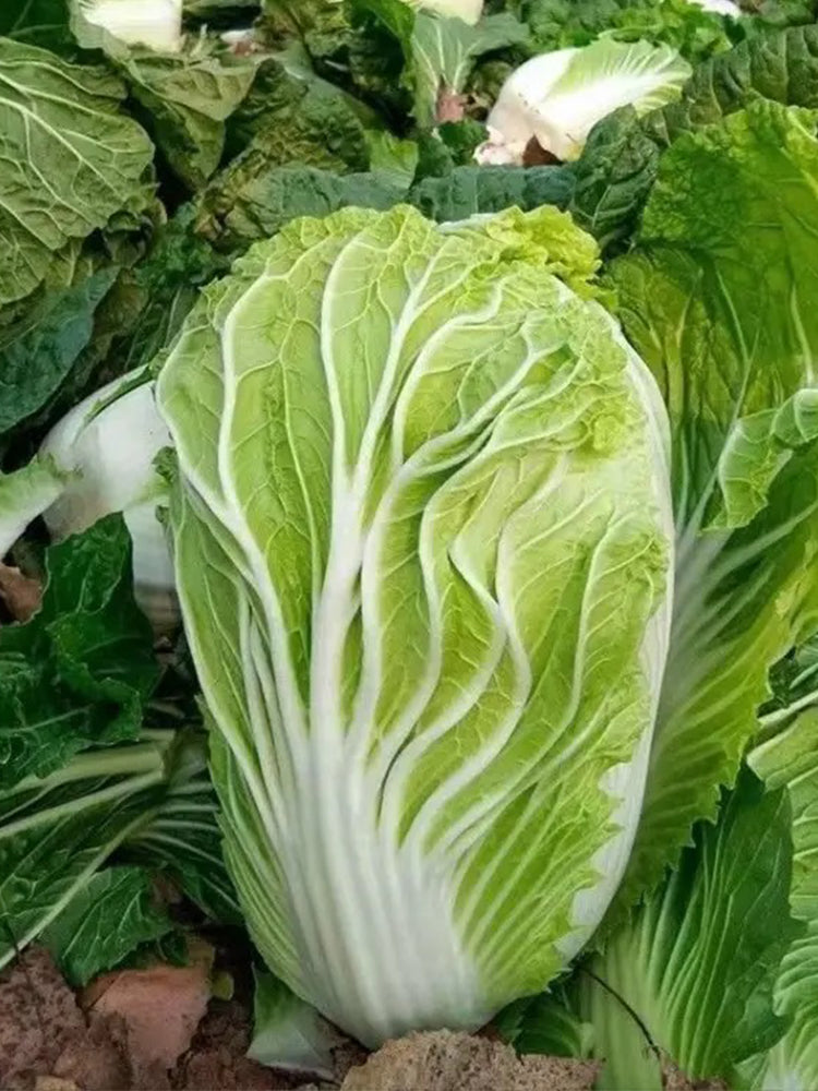 'Shengqiu 80' Chinese Cabbage