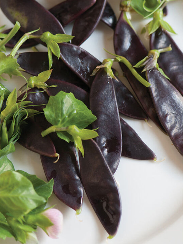 Purple-Podded Snow Pea
