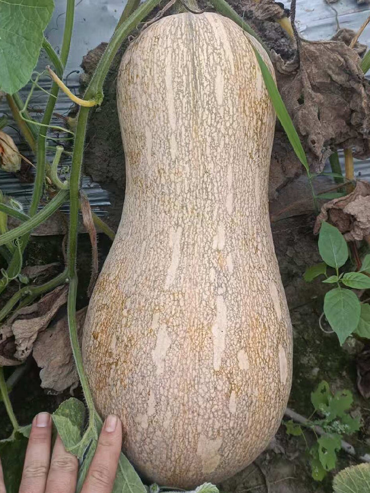 Pillow Pumpkin