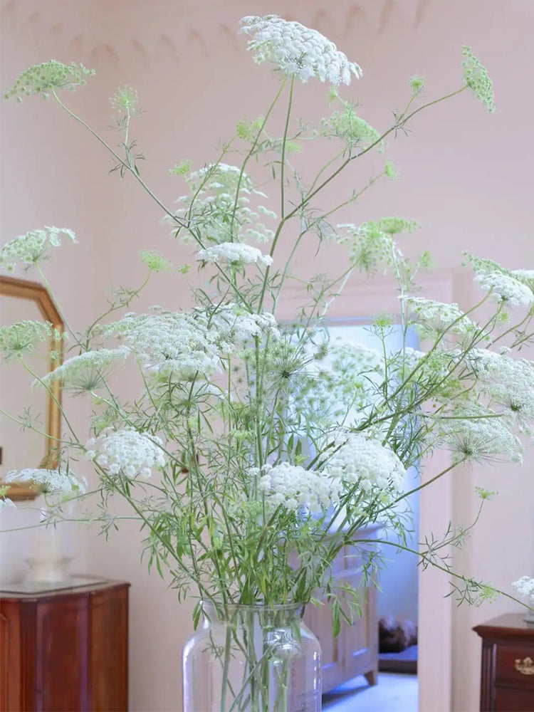 Bishop's Weed (Ammi visnaga)