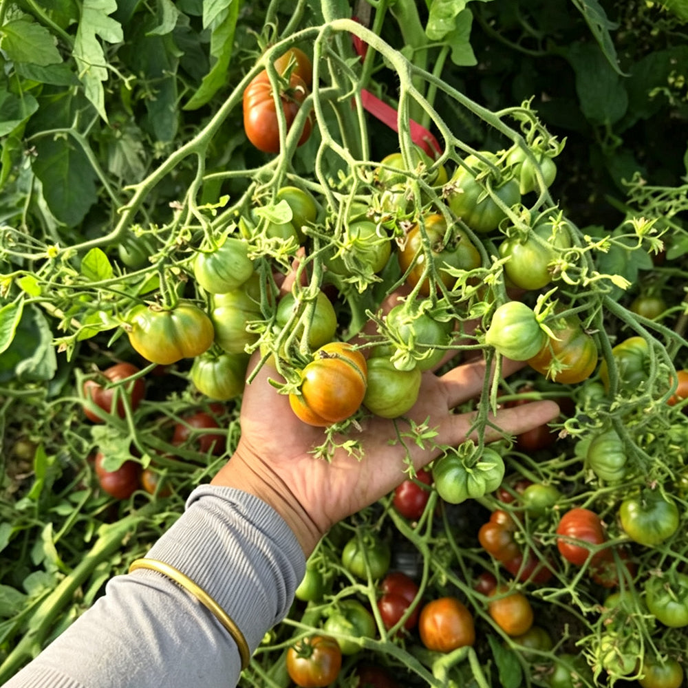 640 Dwarf Rebel Alliance Tomato