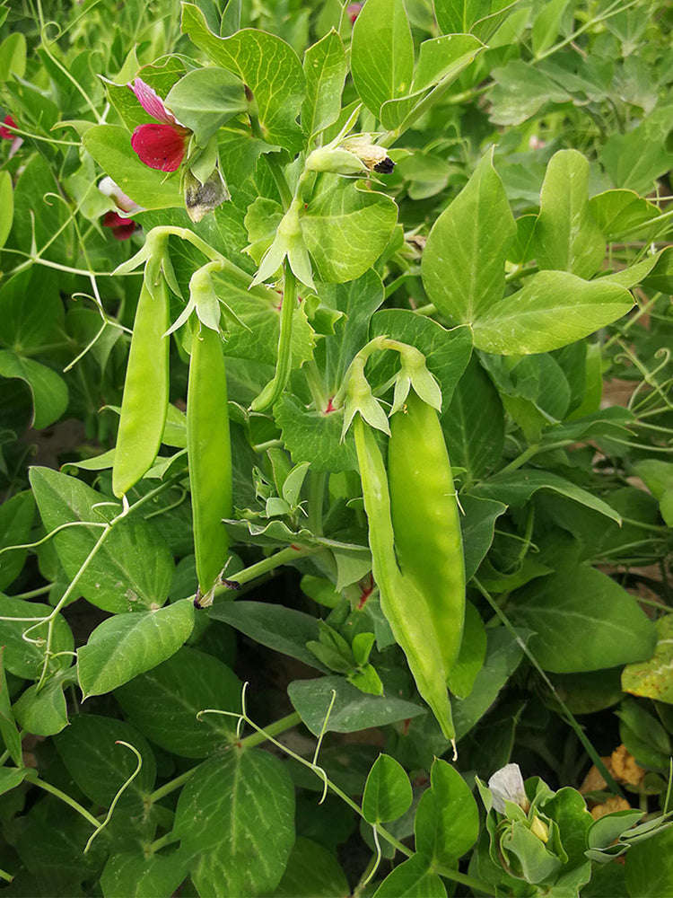 Large-Pod Snow Pea