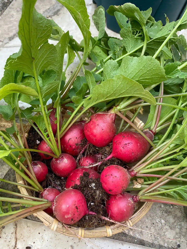 Red Cherry Radishs