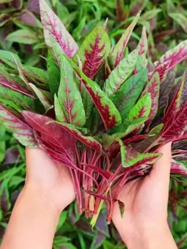 Zixia Red Willow-Leaf Amaranth