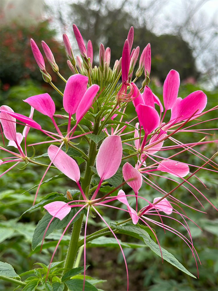 Pink Spider Flowers (Cleome houtteana)