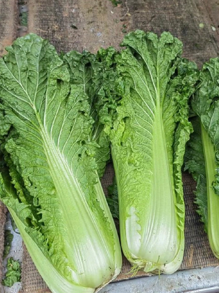 'Cuiqing No.8' Chinese Cabbage