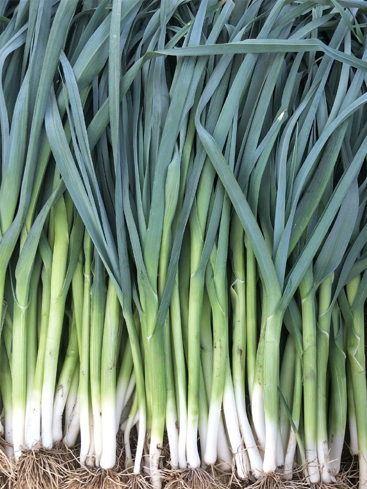 Leek (Allium ampeloprasum var. porrum)