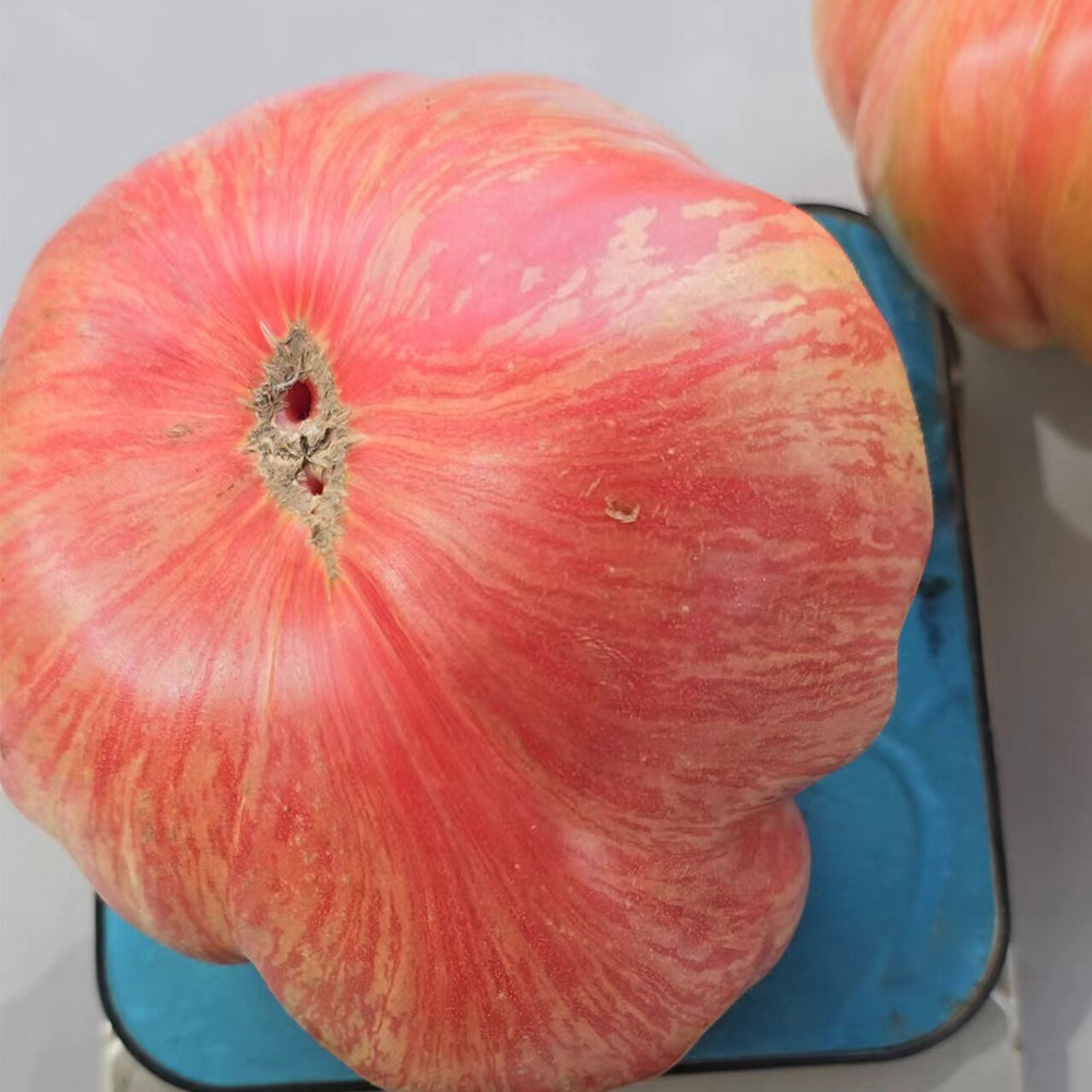 739 Pink Jazz Tomato