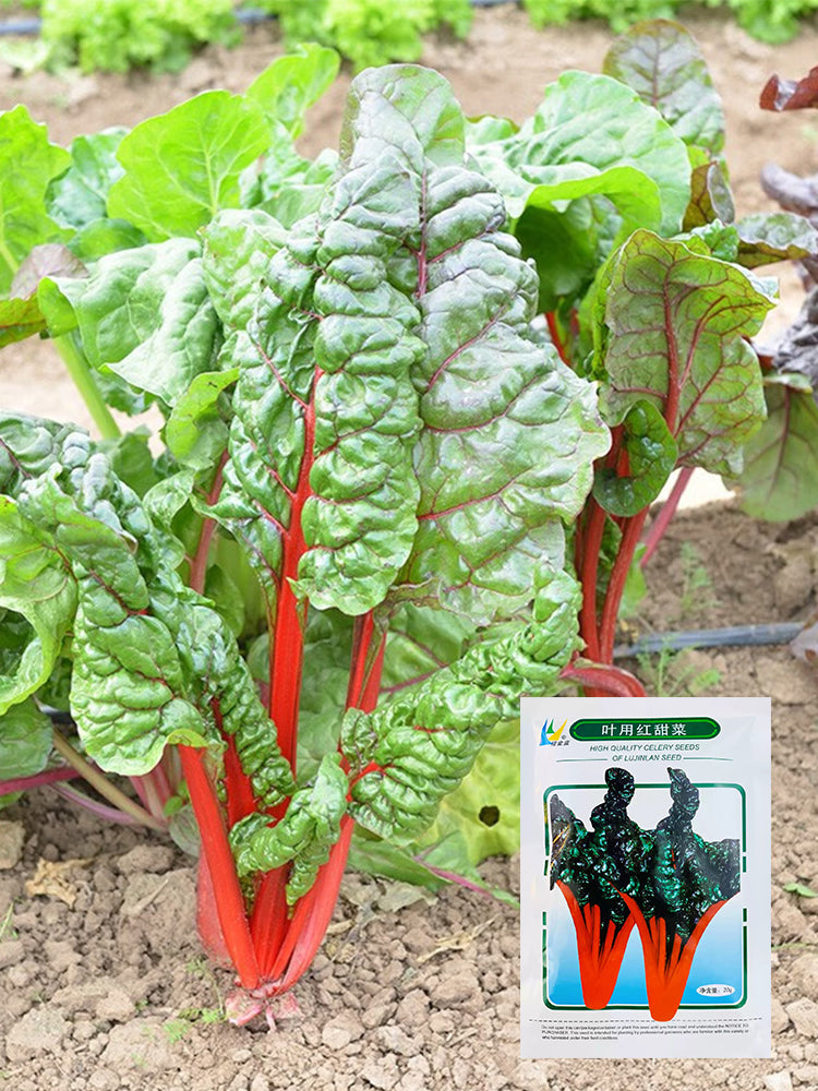 Red Swiss Chard