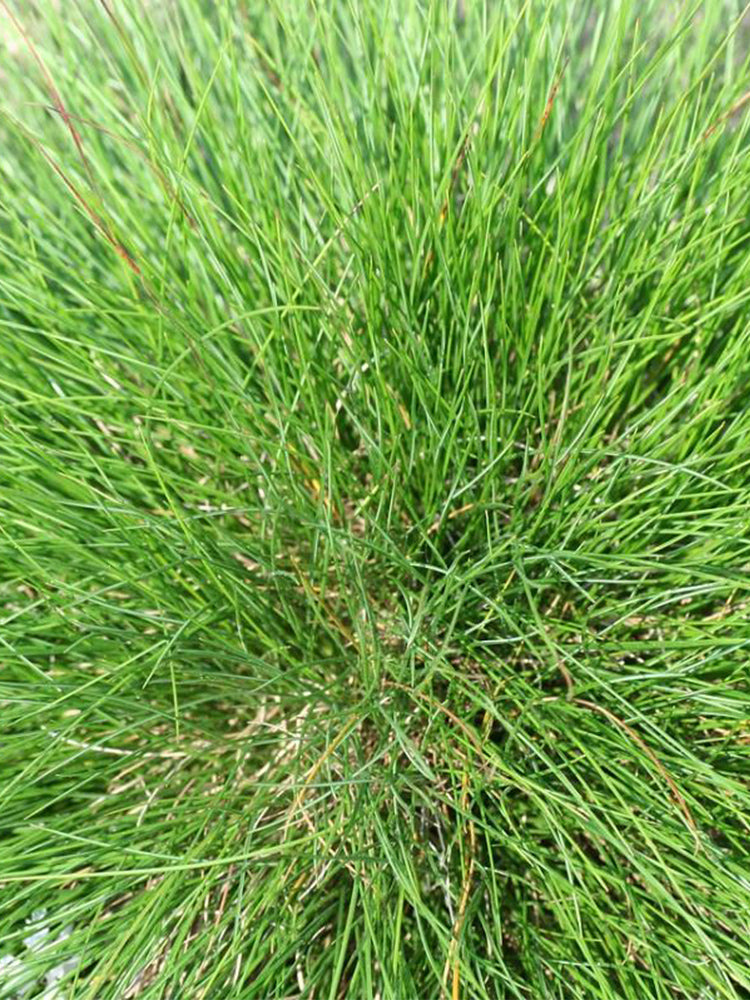 Festuca arundinacea 'Chenelle'