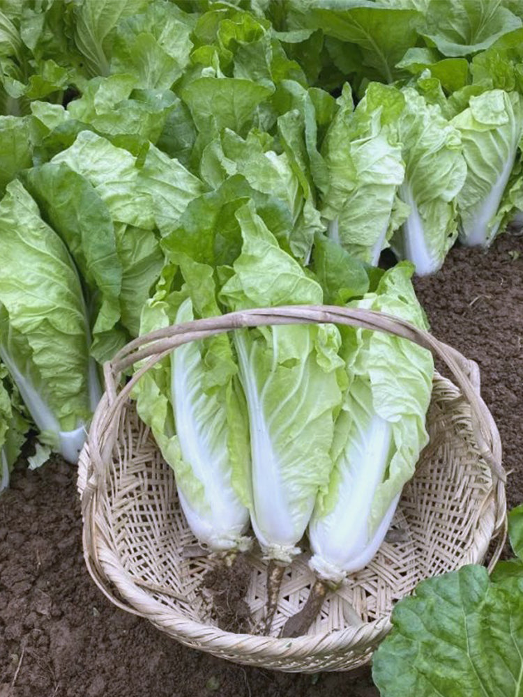 'Fushi' Fast-Growing Chinese Cabbage