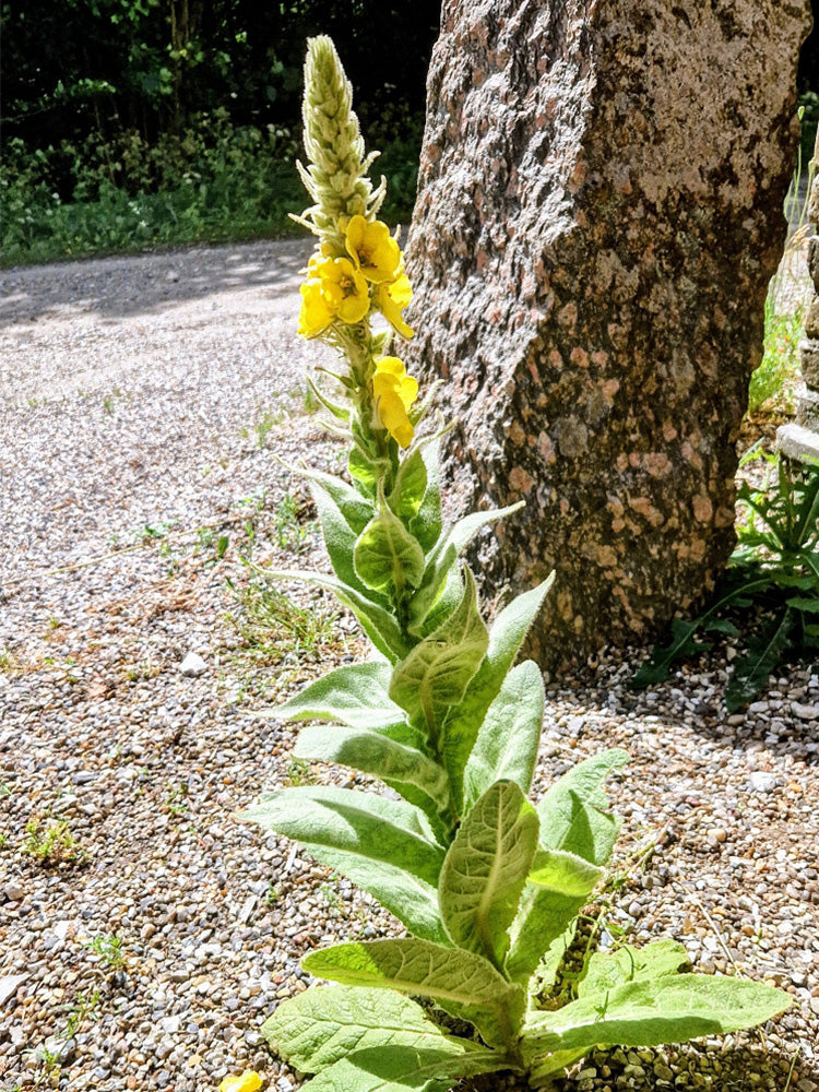 Mullein (Verbascum Thapsus)