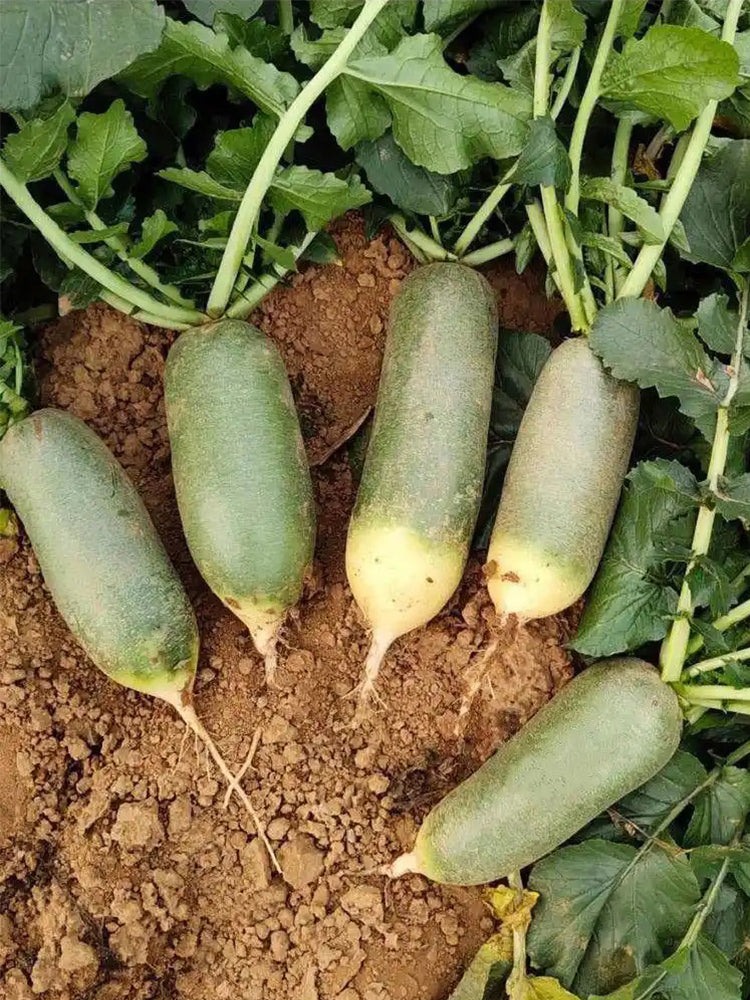 Chinese Green Radishs