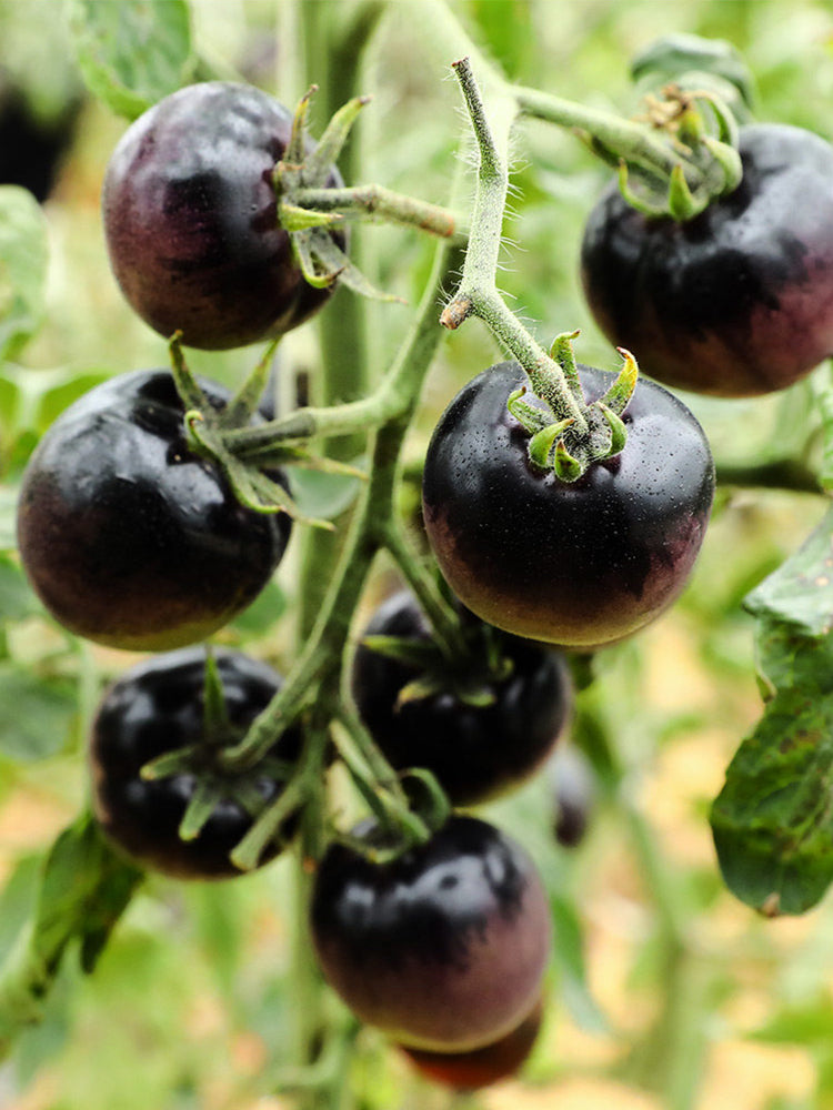 Obsidian Tomato