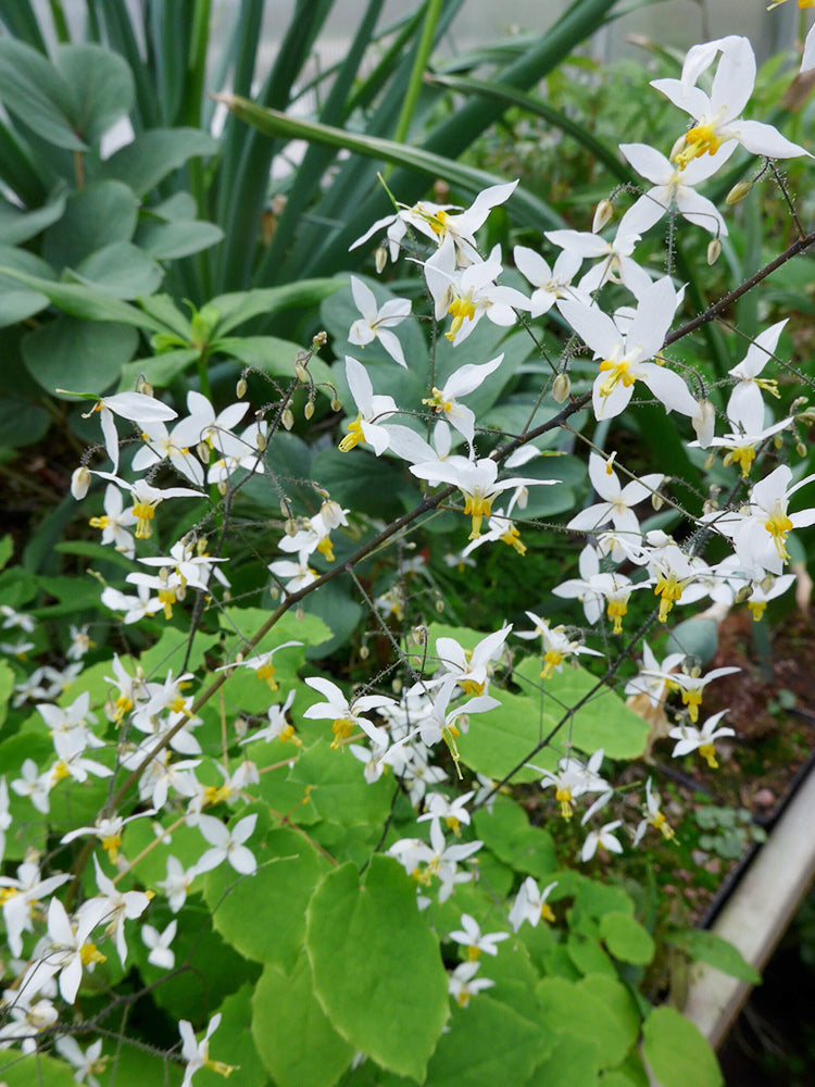 Bellfarm® Epimedium Brevicornu Seeds, Round Leaf – MUCIAKIE