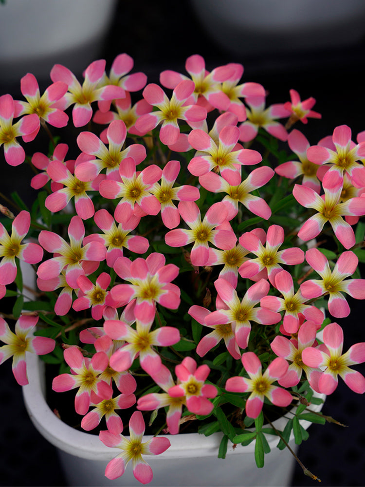 Oxalis Candy Box Series - 'Cherry'