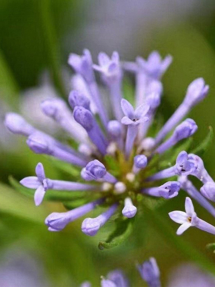 Blue Woodruff (Asperula orientalis)