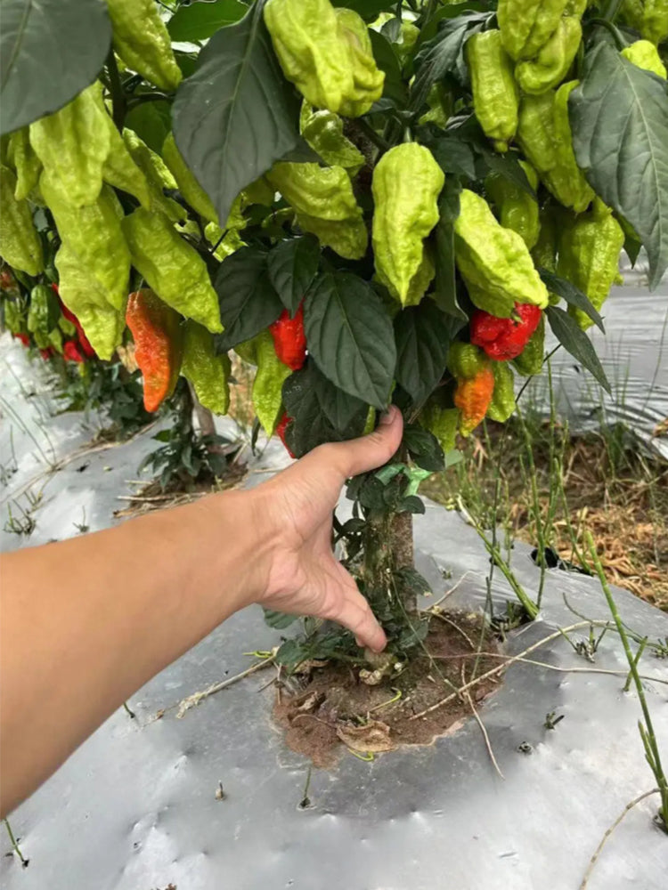 Ghost Pepper