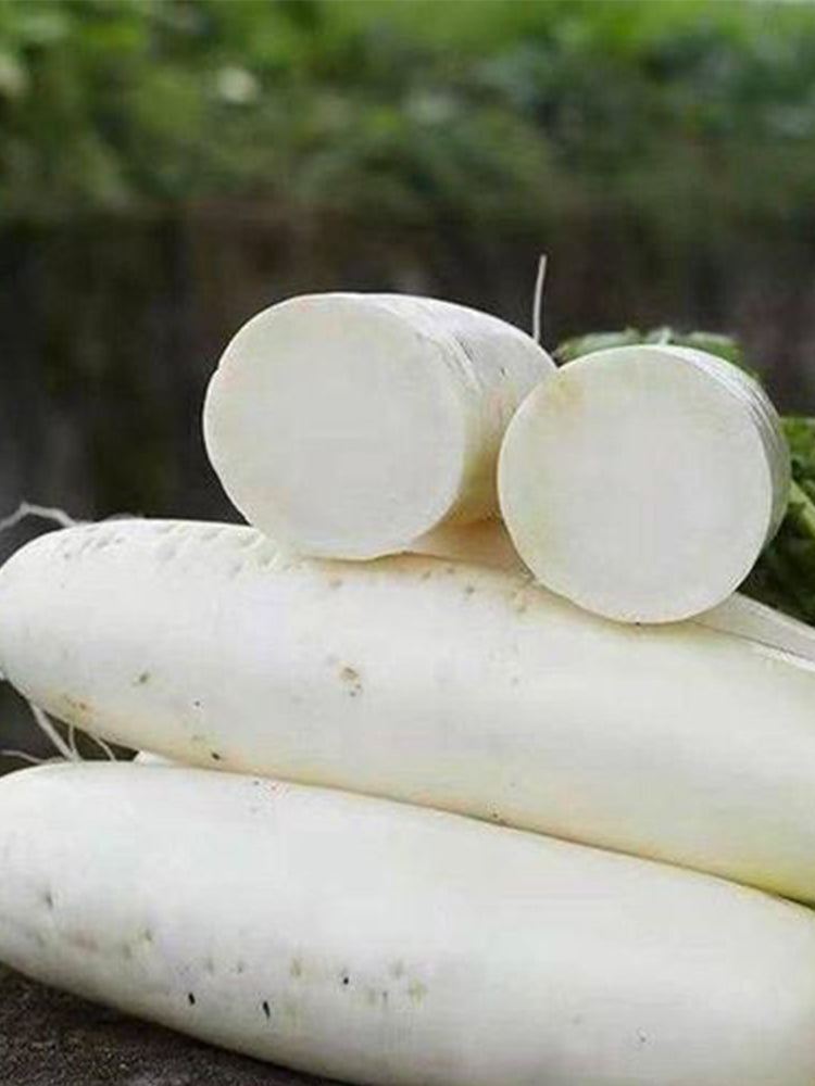 Jiujinyu White Radish