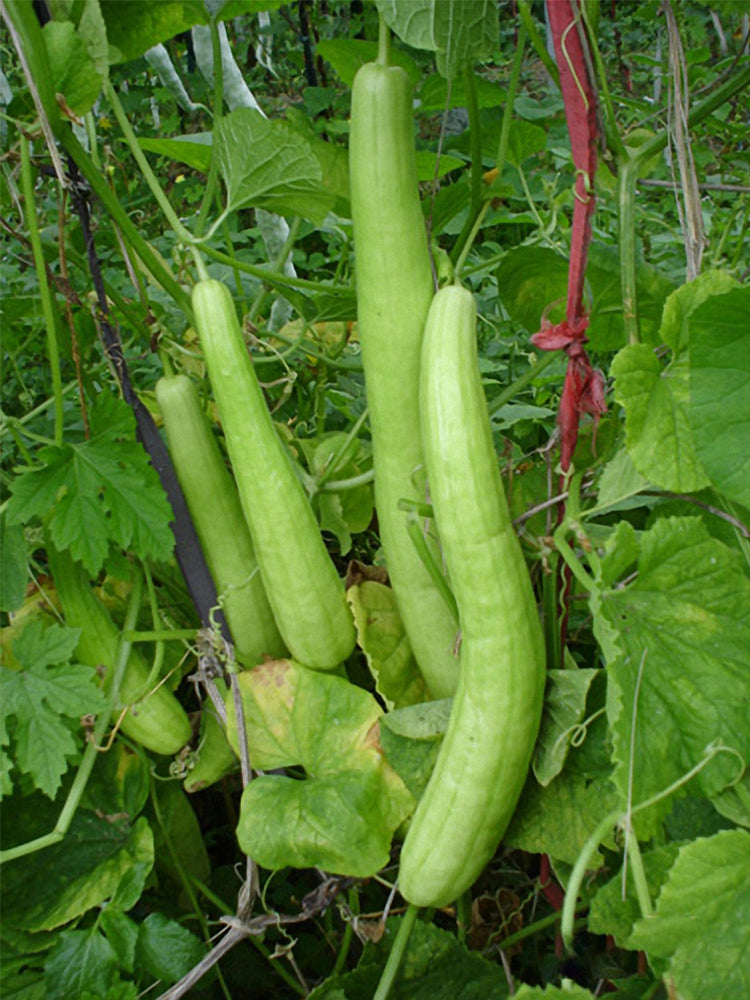 Ketian Brand White-Veined White Melons