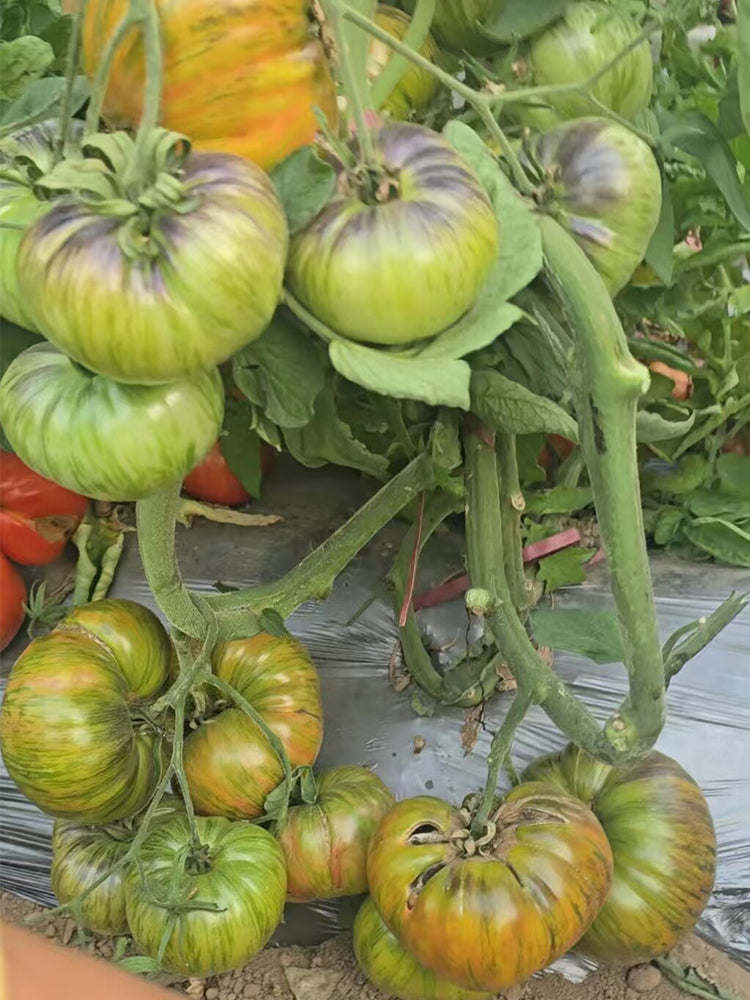 948 Happiness Strike F2 Tomato