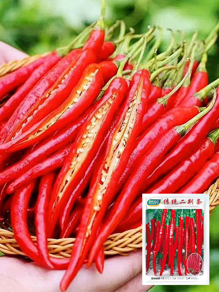 Bellfarm® Erjingtiao Pepper Seeds – MUCIAKIE