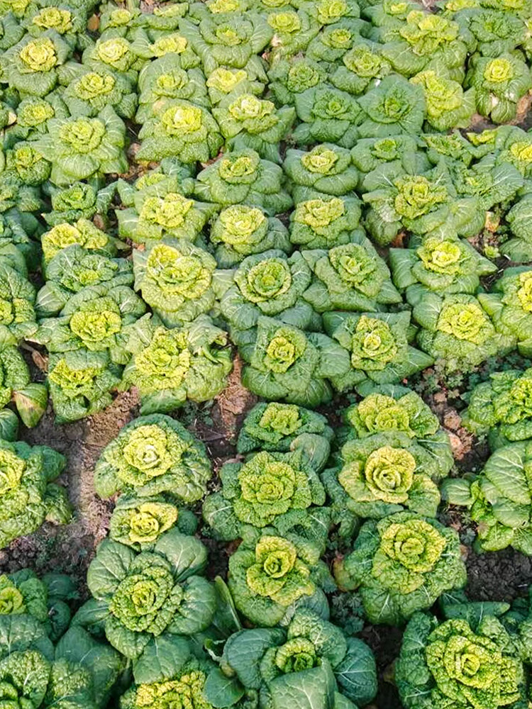 Yellow-Heart Flat Cabbage