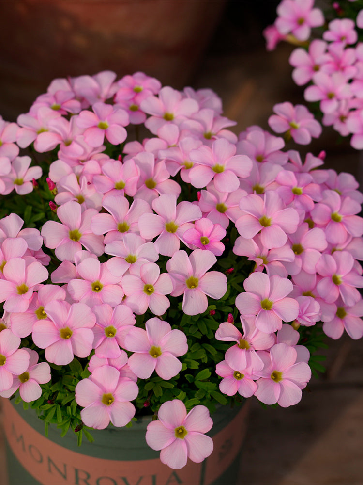 Oxalis glabra Series Bulb - 'Feather Cloak'