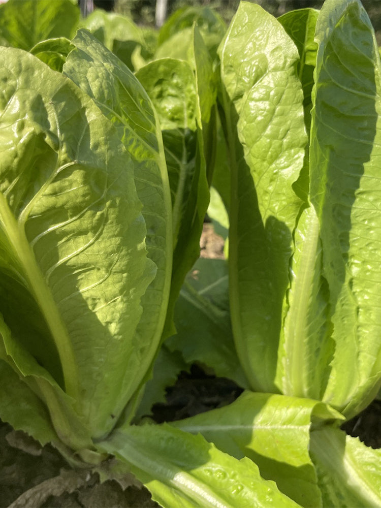 Little Gem Lettuce