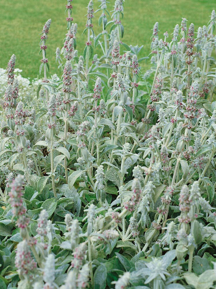 Lamb's Ear